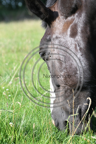 HorsesandFlyH_Nixonphoto_PN22_47978