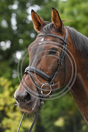 Collective Equestrian