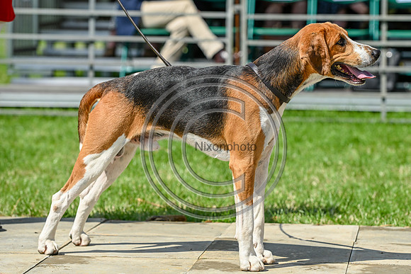 Festival of Hounds 2024