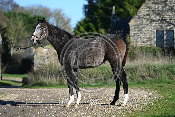 Foal_Selwood_PN11