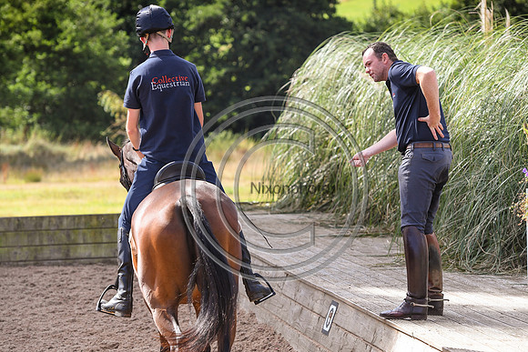 Collective Equestrian