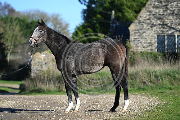 Foal_Selwood_PN20