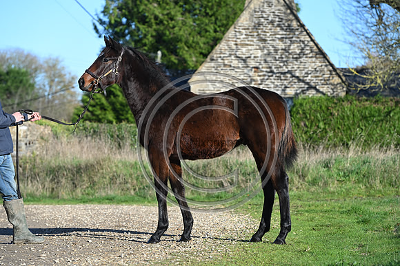 Foal_Selwood_PN60