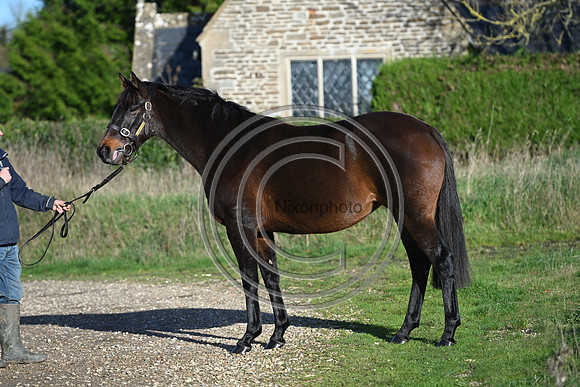 Mare_Selwood_PN4