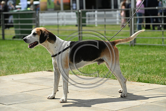 Festival of Hounds 2024