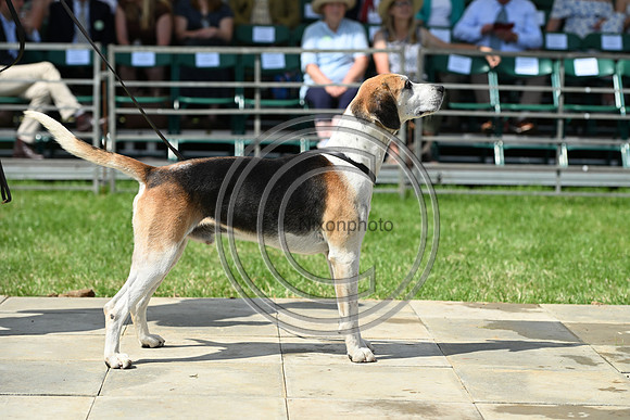 Festival of Hounds 2024