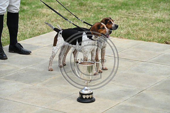 Festival of Hounds 2024