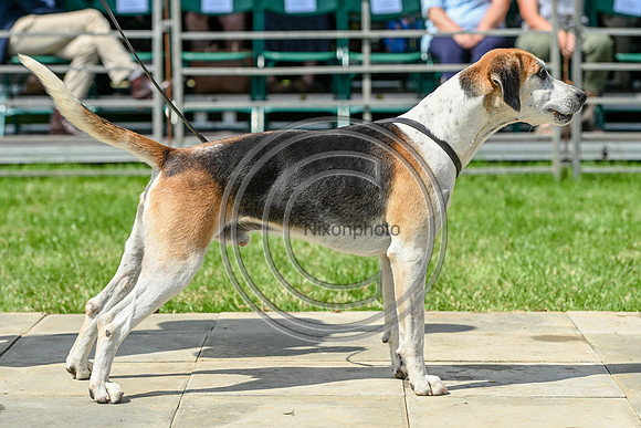 Festival of Hounds 2024