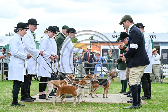 Festival of Hounds 2024
