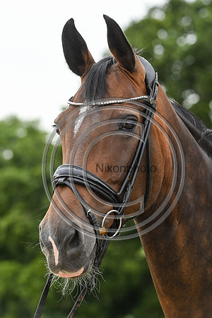 Collective Equestrian