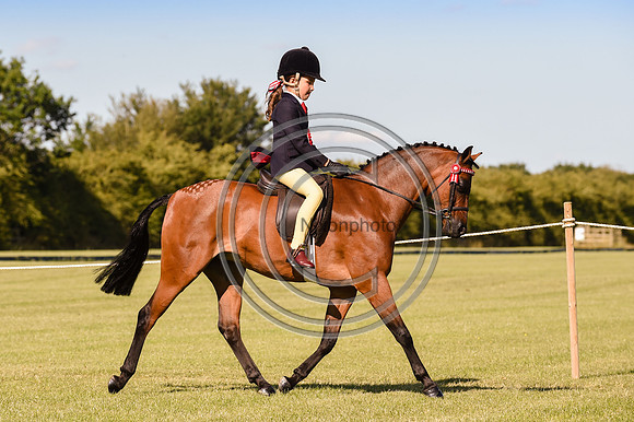 HorseNo1155_ShowRegSGS15pn_28666