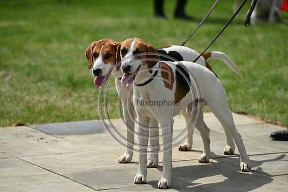 Festival of Hounds 2024