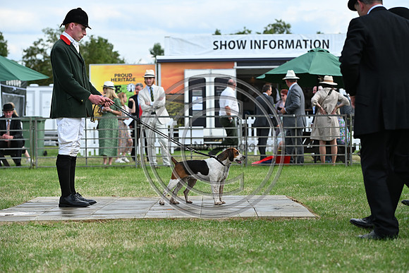 Festival of Hounds 2024