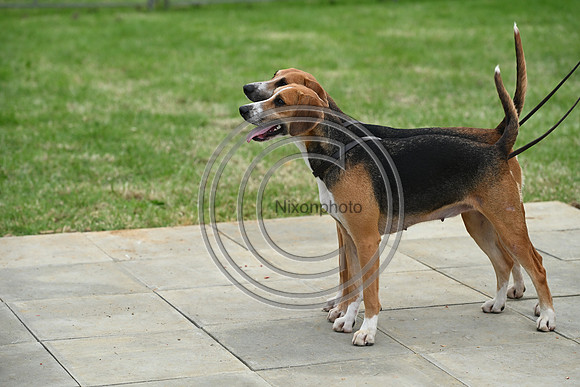 Festival of Hounds 2024