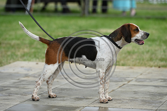Festival of Hounds 2024