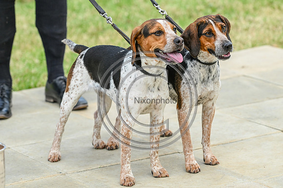 Festival of Hounds 2024