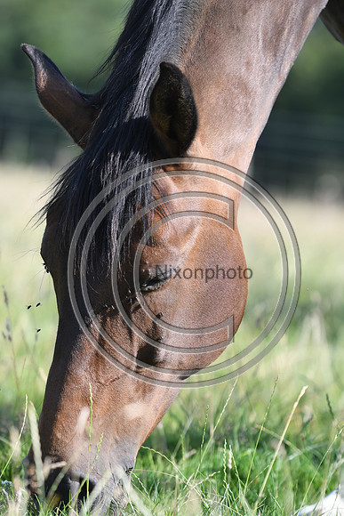 HorsesandFlyH_Nixonphoto_PN22_47963