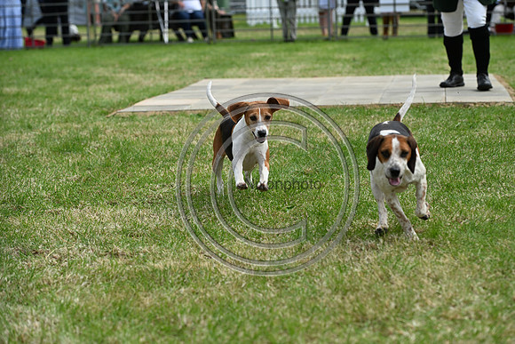 Festival of Hounds 2024