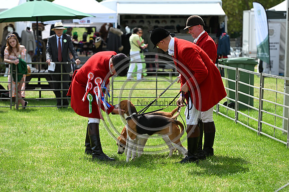 Festival of Hounds 2024
