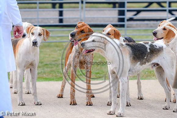 PrePuppyShow_BWCH_Hunt_PN22_27432