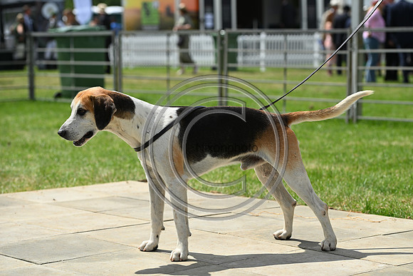 Festival of Hounds 2024