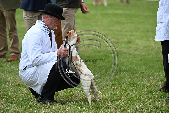 Festival of Hounds 2024