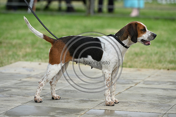 Festival of Hounds 2024