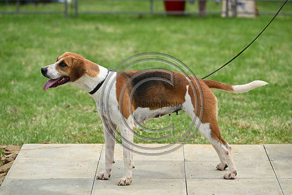 Festival of Hounds 2024