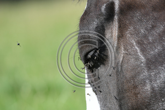 HorsesandFlyH_Nixonphoto_PN22_47969