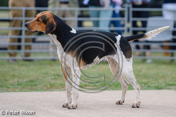 PrePuppyShow_BWCH_Hunt_PN22_27453