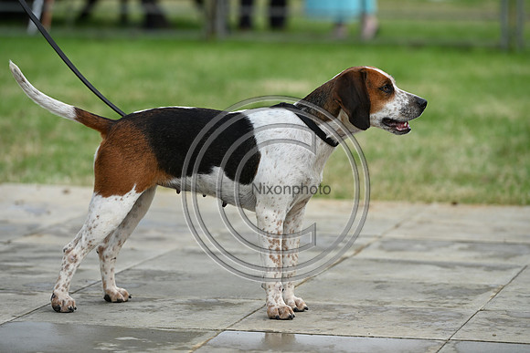 Festival of Hounds 2024