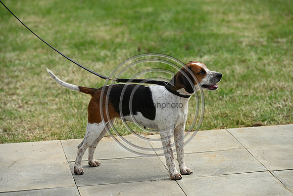 Festival of Hounds 2024