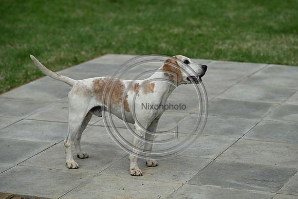 Festival of Hounds 2024