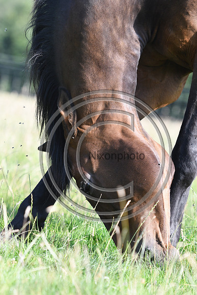 HorsesandFlyH_Nixonphoto_PN22_47961