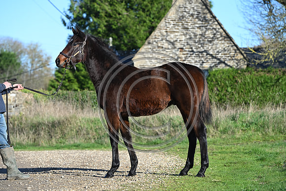 Foal_Selwood_PN57