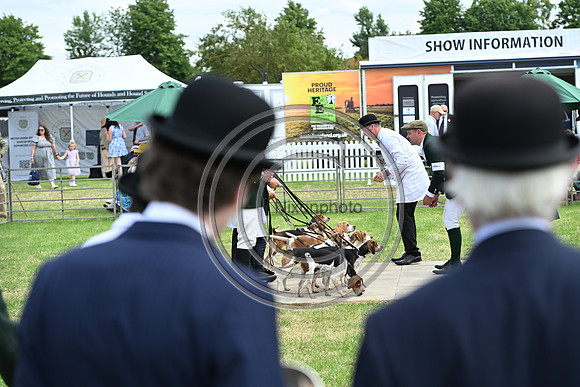 Festival of Hounds 2024