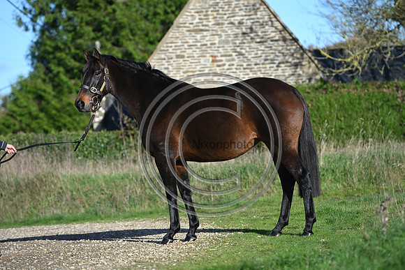 Mare_Selwood_PN8