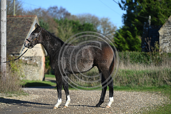 Foal_Selwood_PN30