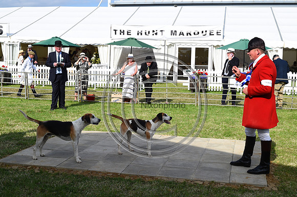 Festival of Hounds 2024