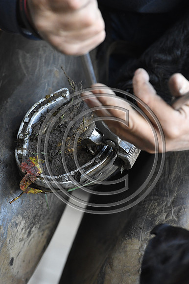 Nigel Perrott_Farrier_PN20_51868