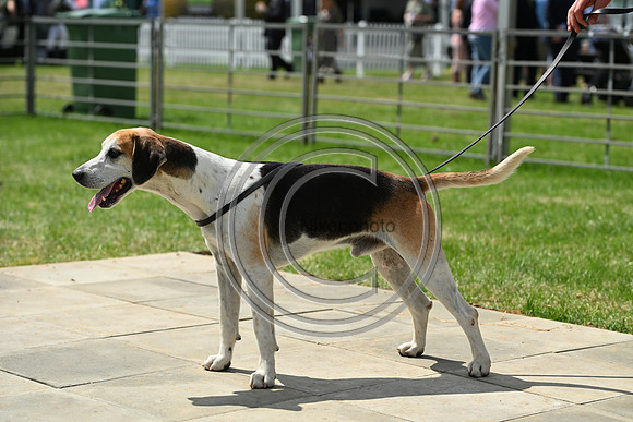 Festival of Hounds 2024