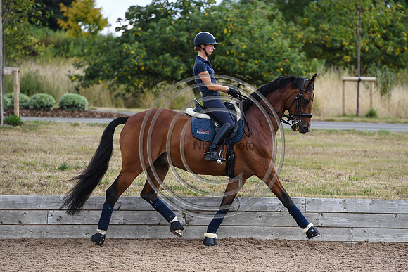 Collective Equestrian