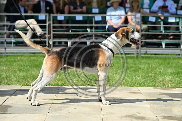 Festival of Hounds 2024