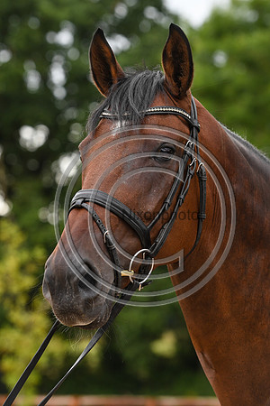 Collective Equestrian