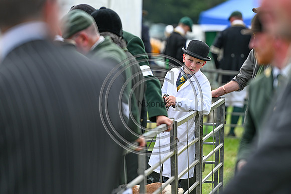 Festival of Hounds 2024
