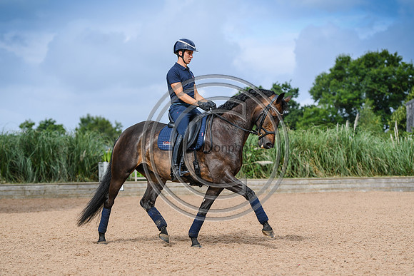 Collective Equestrian