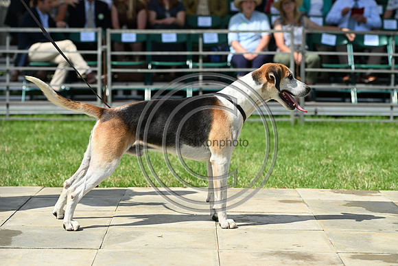 Festival of Hounds 2024