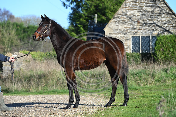 Foal_Selwood_PN51