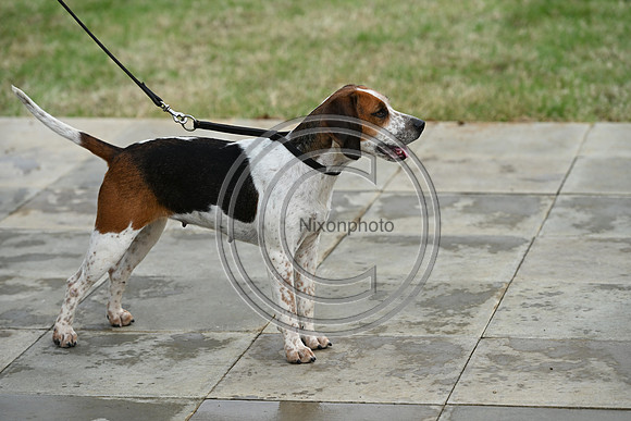 Festival of Hounds 2024