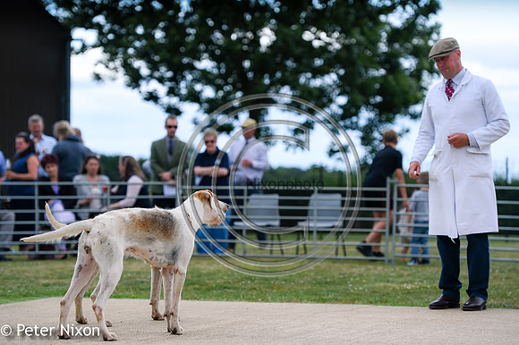PrePuppyShow_BWCH_Hunt_PN22_27444
